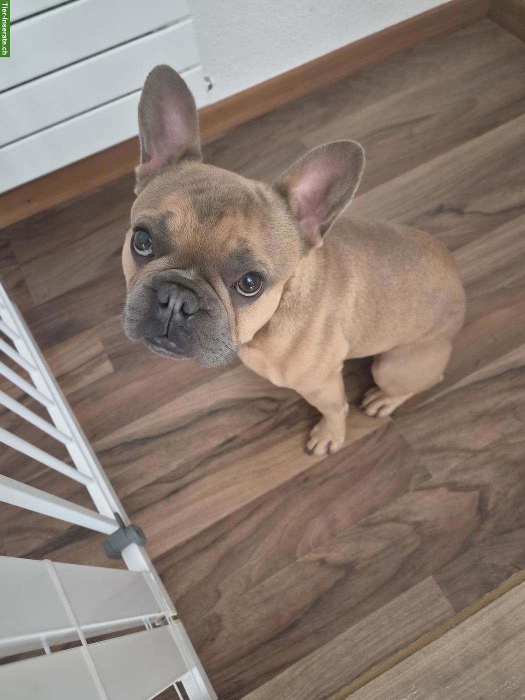 Französische Bulldogge Blue Sable sucht liebevolles Zuhause