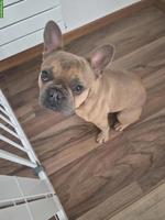 Französische Bulldogge Blue Sable sucht liebevolles Zuhause