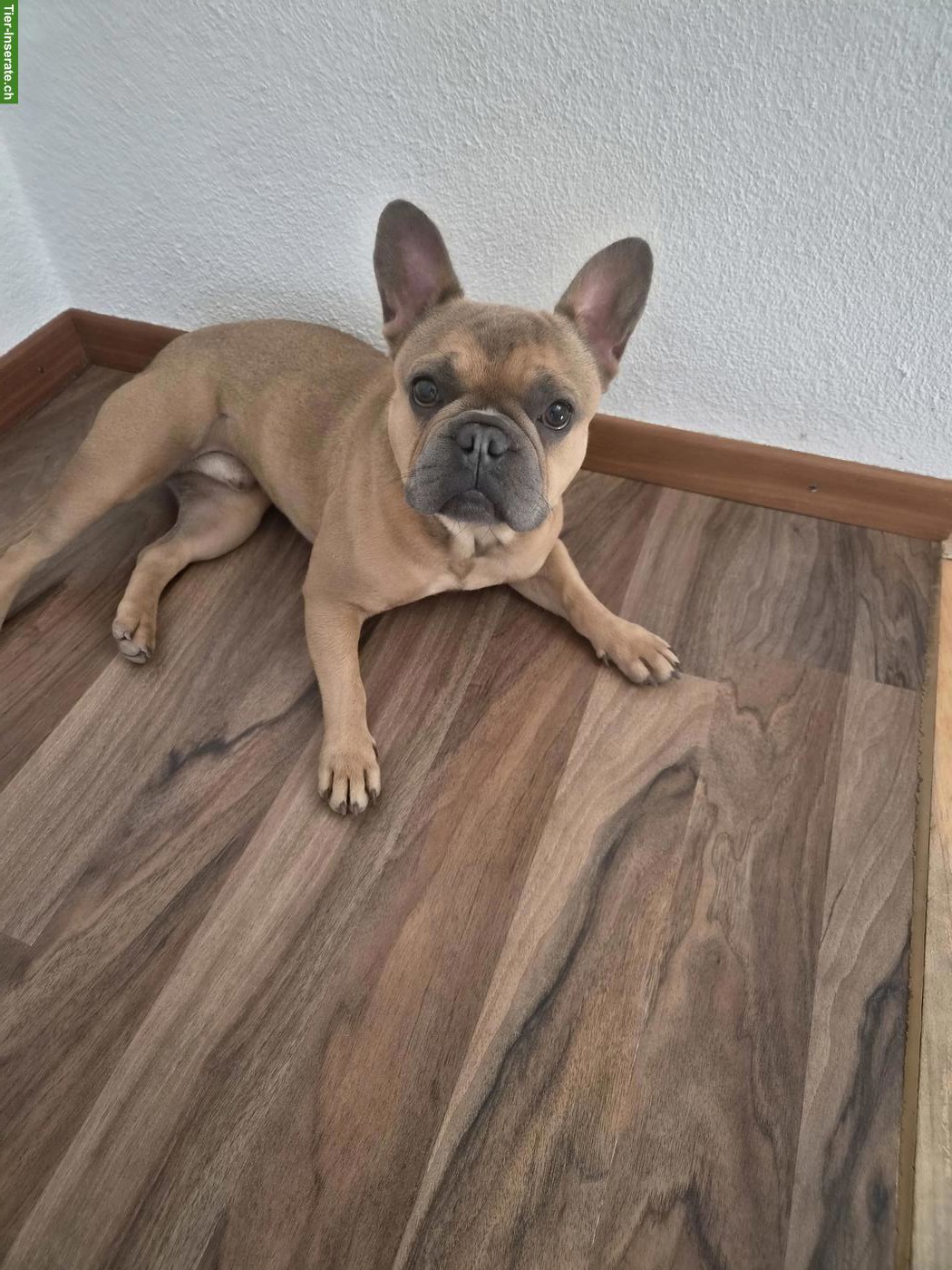Bild 2: Französische Bulldogge Blue Sable sucht liebevolles Zuhause
