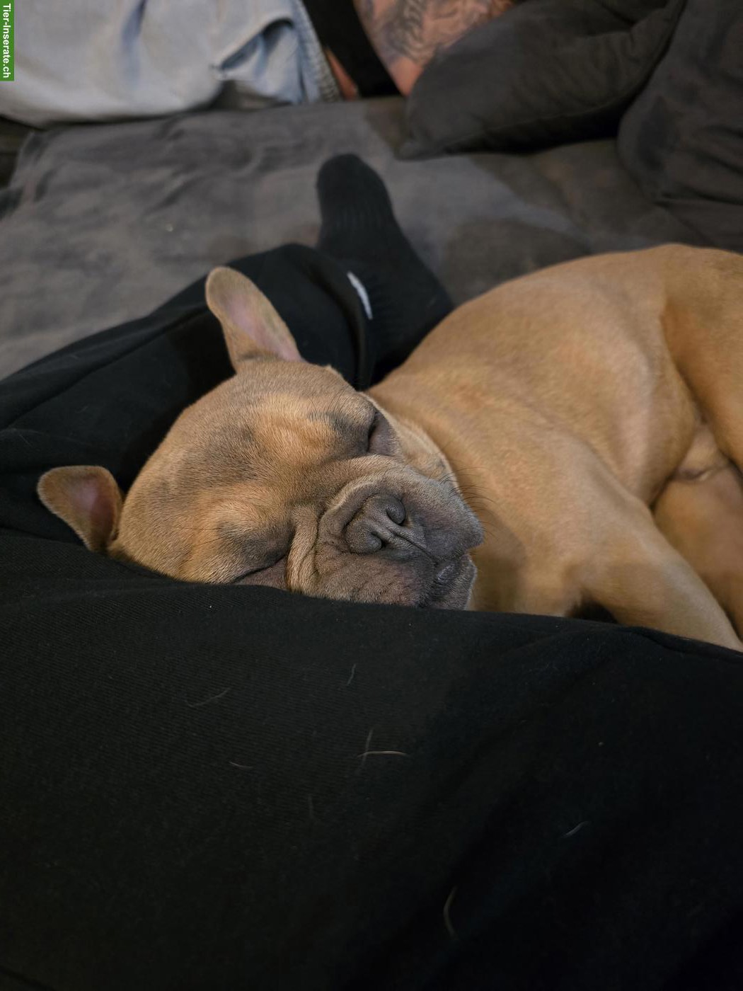 Bild 3: Französische Bulldogge Blue Sable sucht liebevolles Zuhause