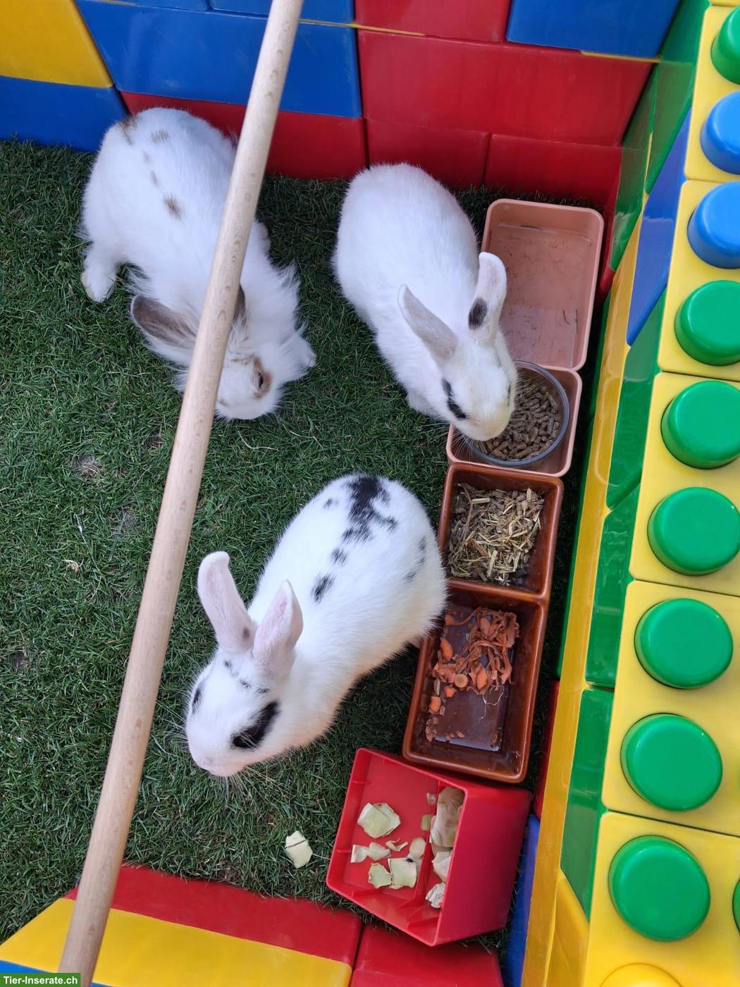 Löwenkopf Zwergkaninchen, Weibchen und Männchen