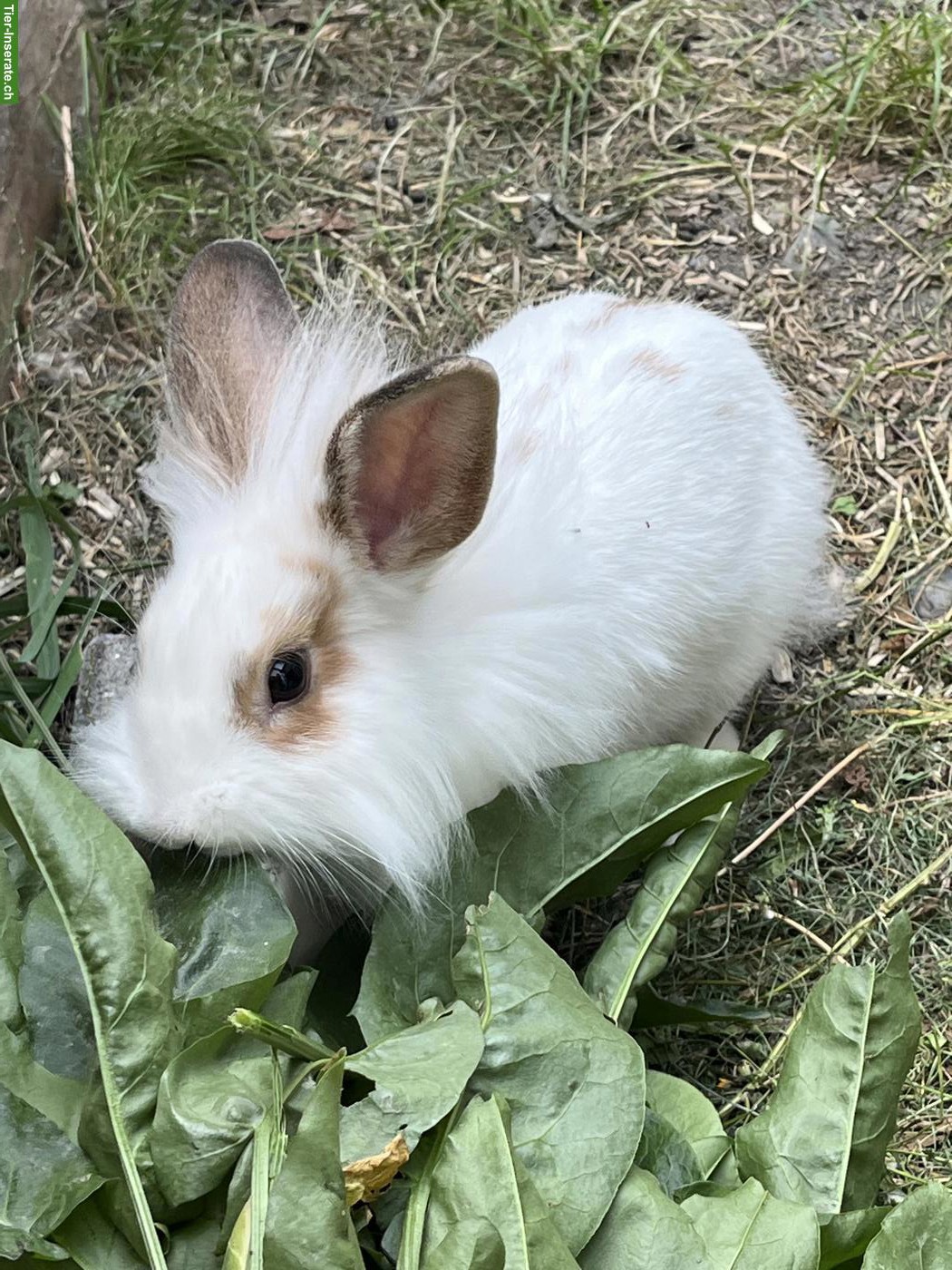 Bild 4: Löwenkopf Zwergkaninchen, Weibchen und Männchen