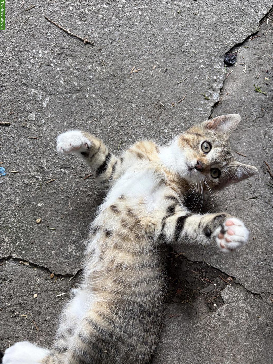 2 Kätzchen (Kater) suchen tolles Zuhause mit Freigang