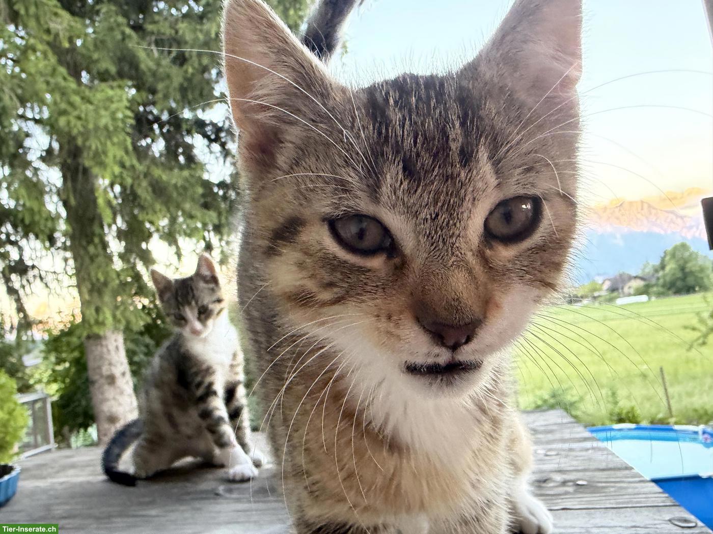 Bild 3: 2 Kätzchen (Kater) suchen tolles Zuhause mit Freigang