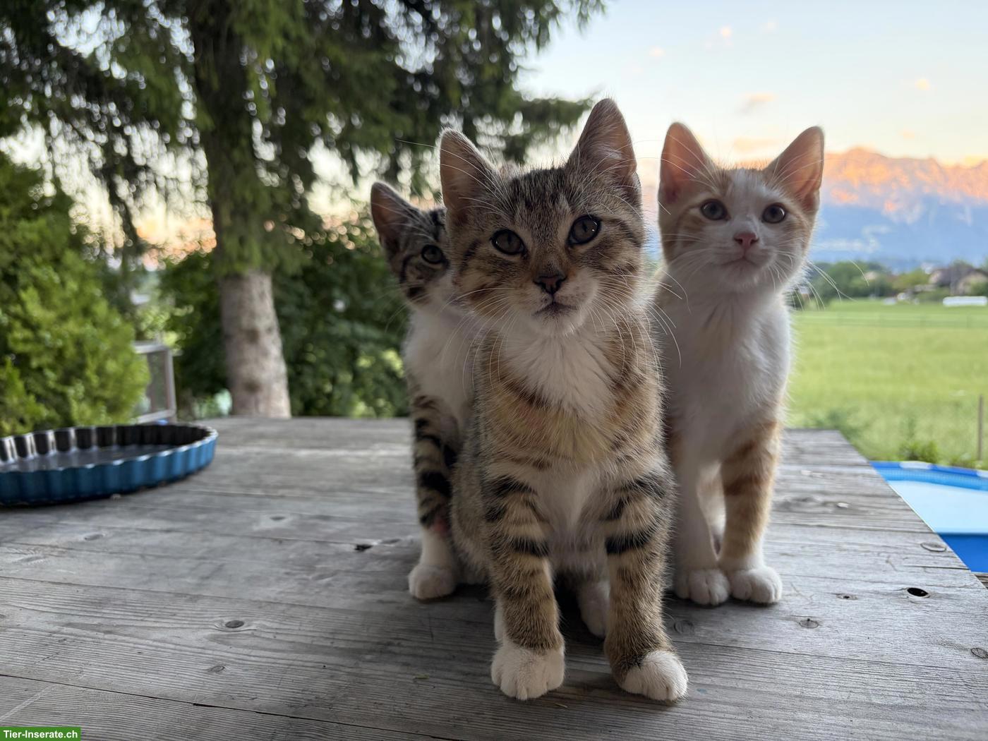 Bild 4: 2 Kätzchen (Kater) suchen tolles Zuhause mit Freigang
