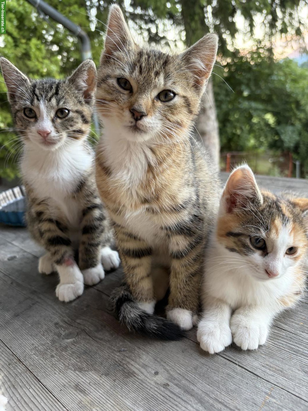 Bild 5: 2 Kätzchen (Kater) suchen tolles Zuhause mit Freigang