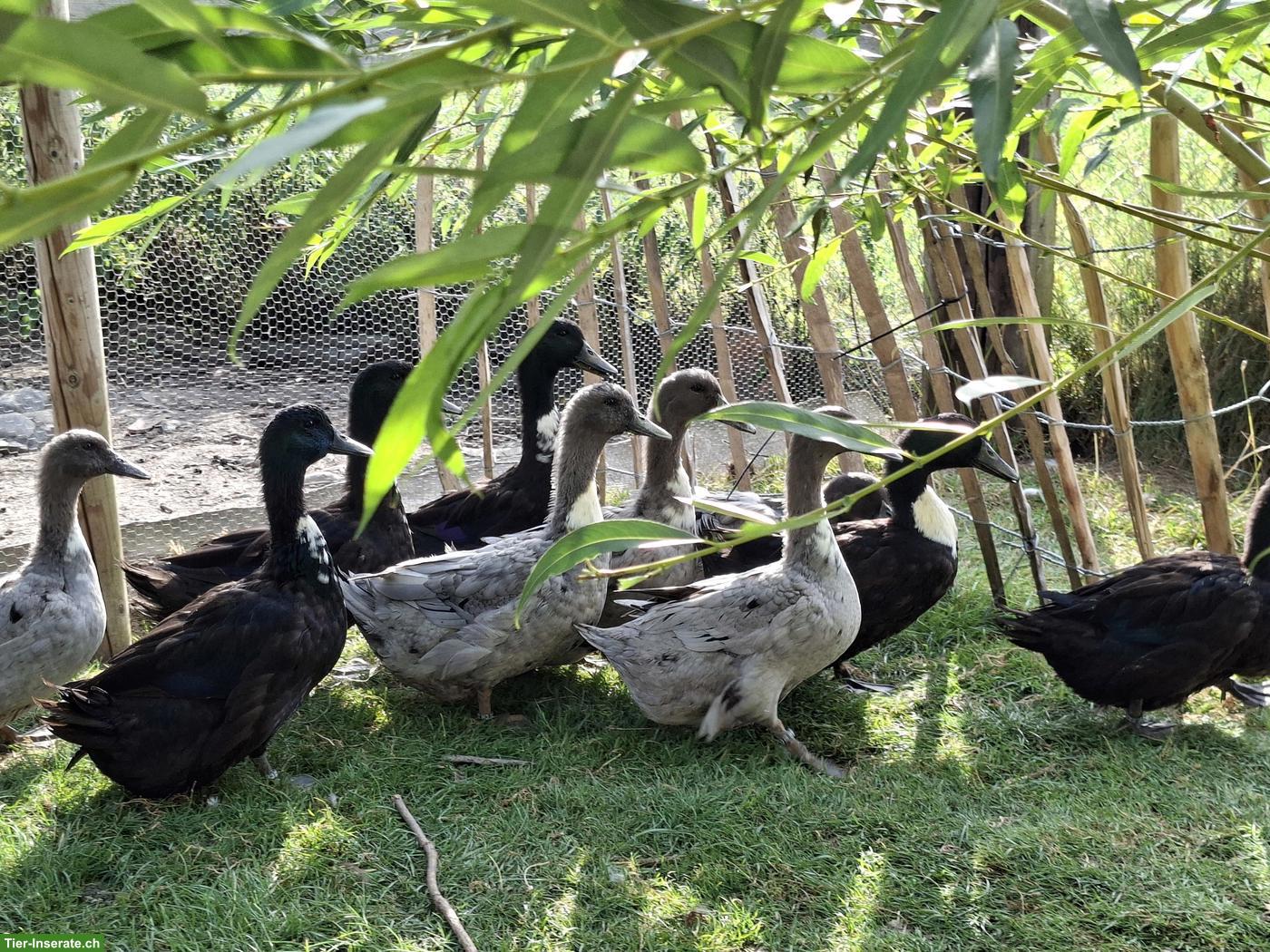 Junge Pommernenten zu verkaufen