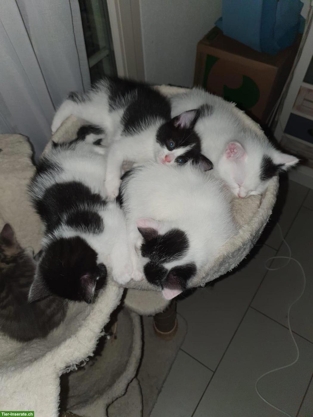 Kitten suchen ihr Zuhause mit Freigang