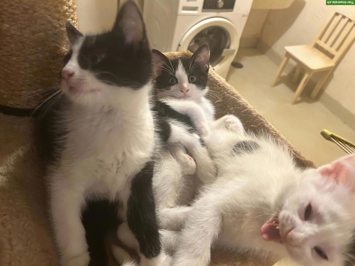 Bild 2: Kitten suchen ihr Zuhause mit Freigang