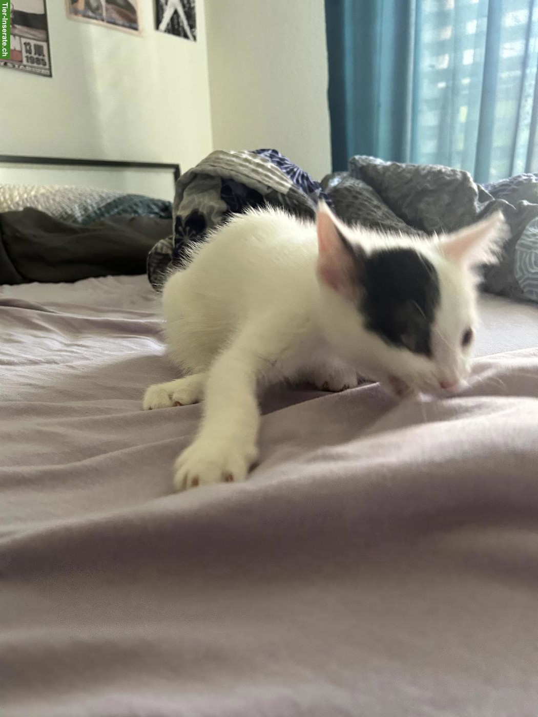 Bild 3: Kitten suchen ihr Zuhause mit Freigang