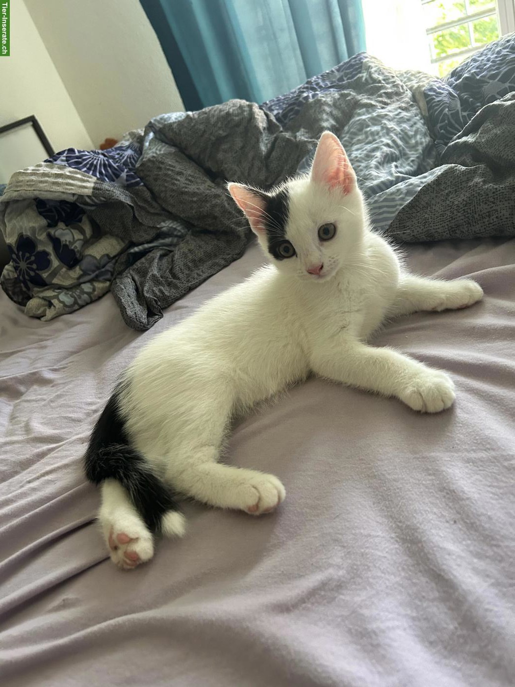 Bild 4: Kitten suchen ihr Zuhause mit Freigang