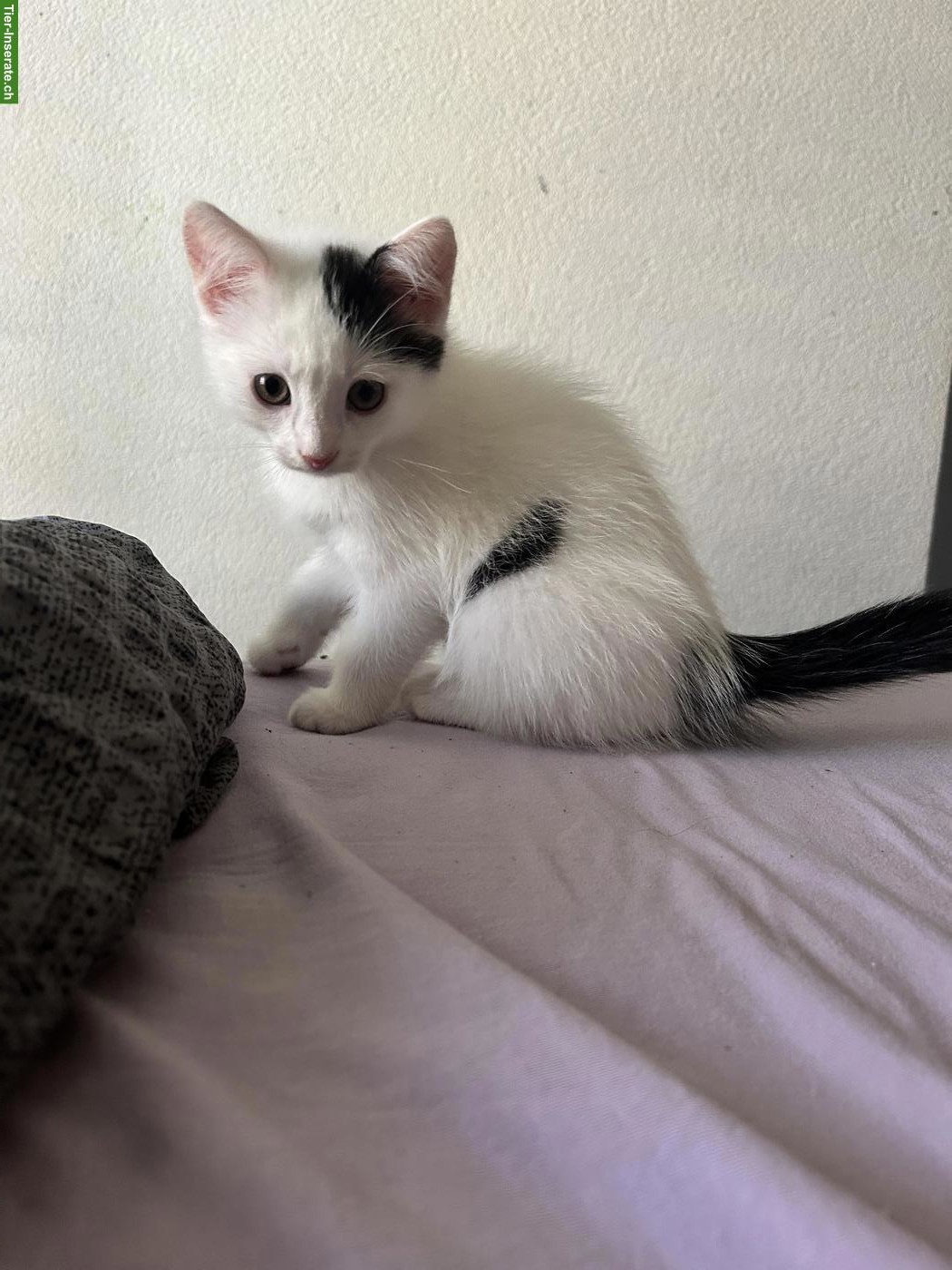 Bild 5: Kitten suchen ihr Zuhause mit Freigang