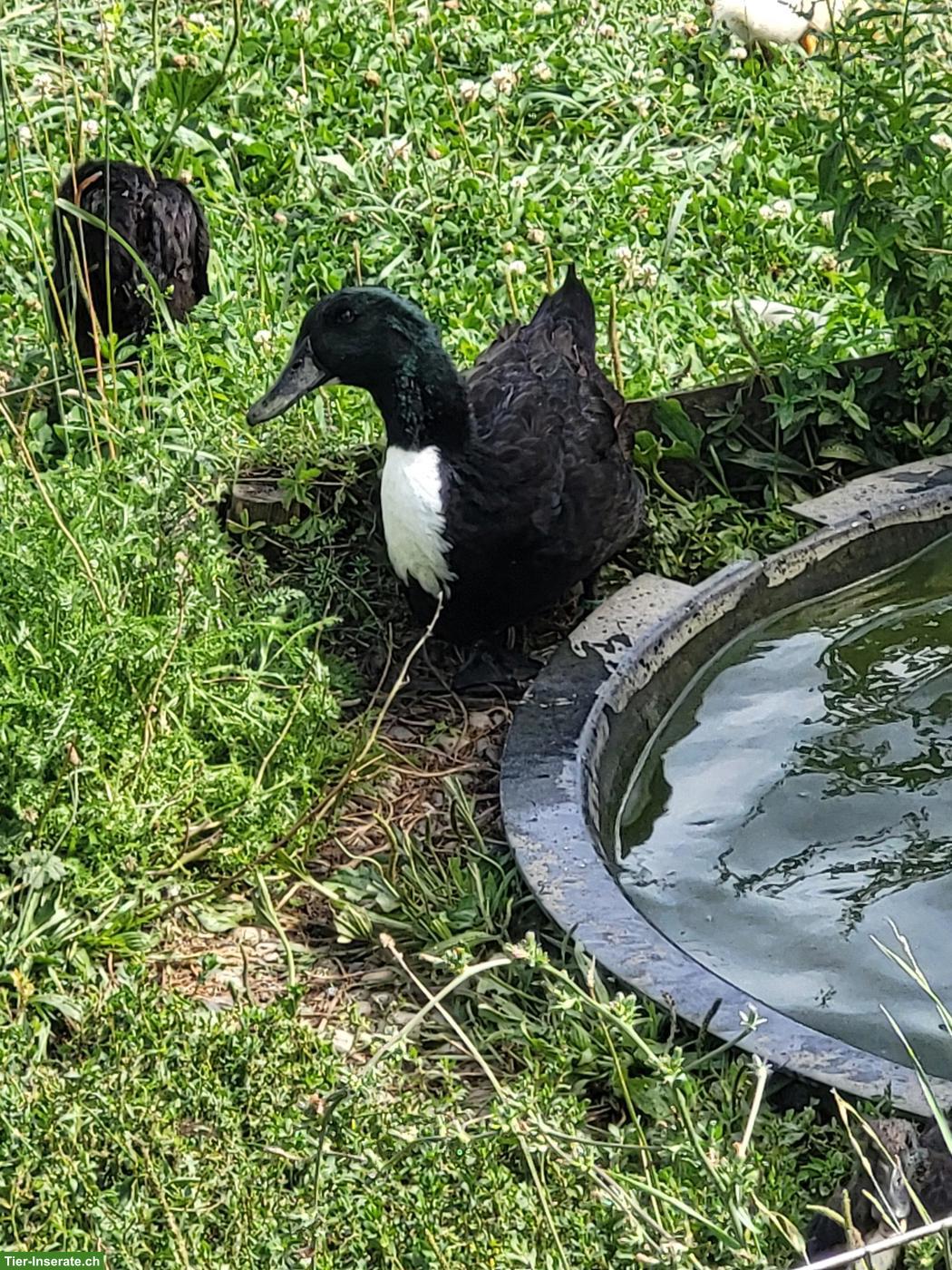 Pommernenten Jungtiere, Erpel und Enten