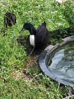 Pommernenten Jungtiere, Erpel und Enten