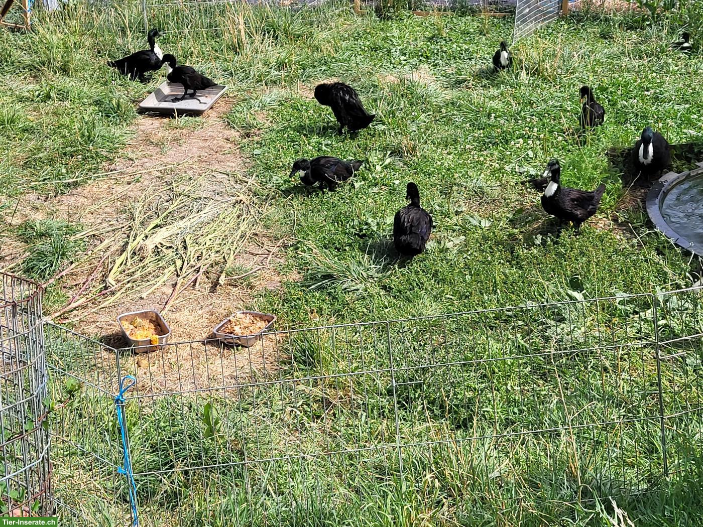 Bild 2: Pommernenten Jungtiere, Erpel und Enten