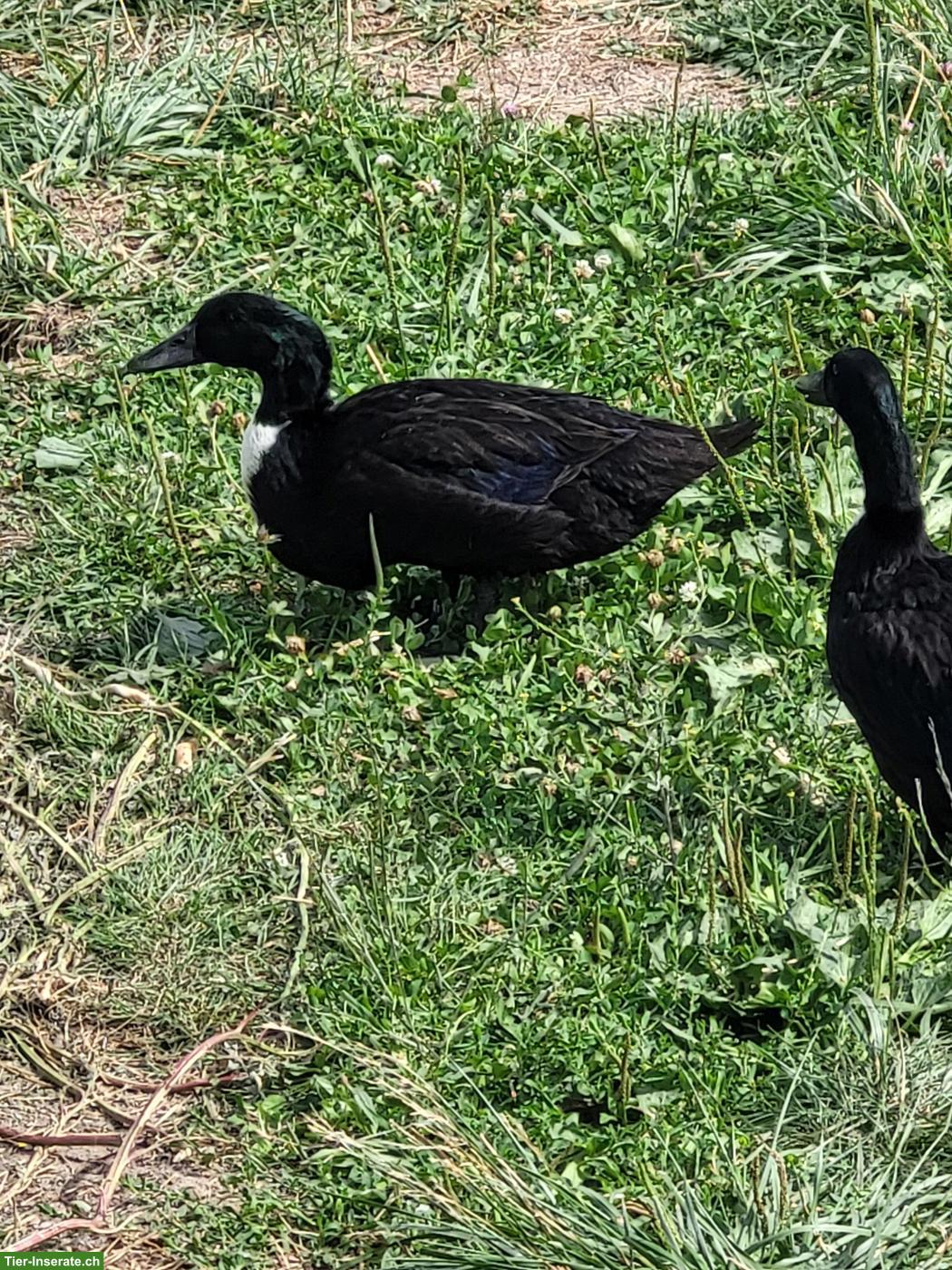 Bild 3: Pommernenten Jungtiere, Erpel und Enten
