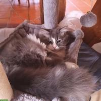 Deckkater sucht Katzen Weibchen