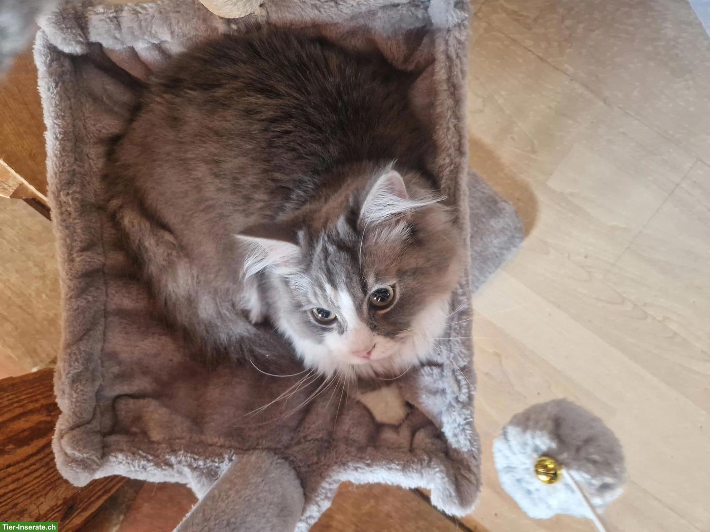 Bild 2: Deckkater sucht Katzen Weibchen