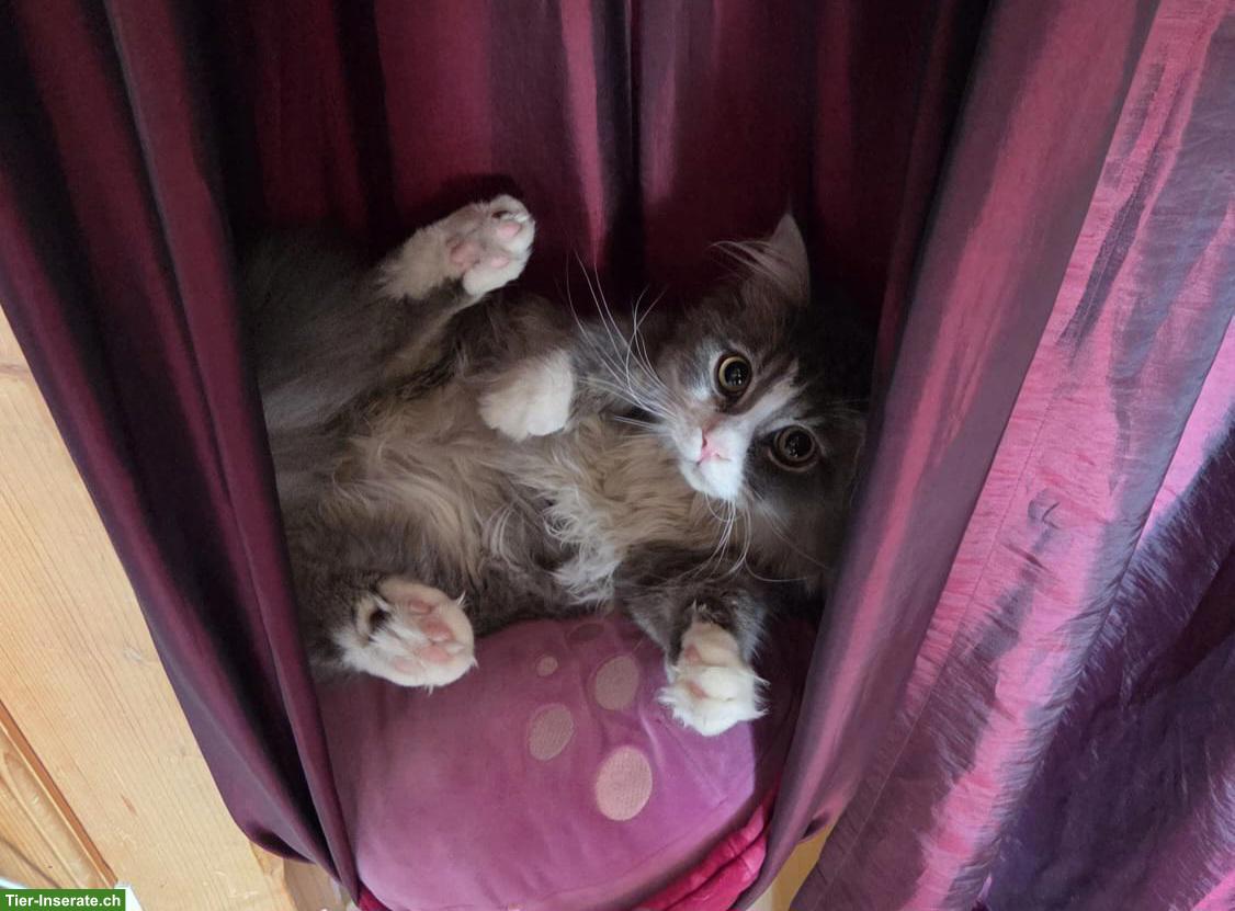 Bild 3: Deckkater sucht Katzen Weibchen