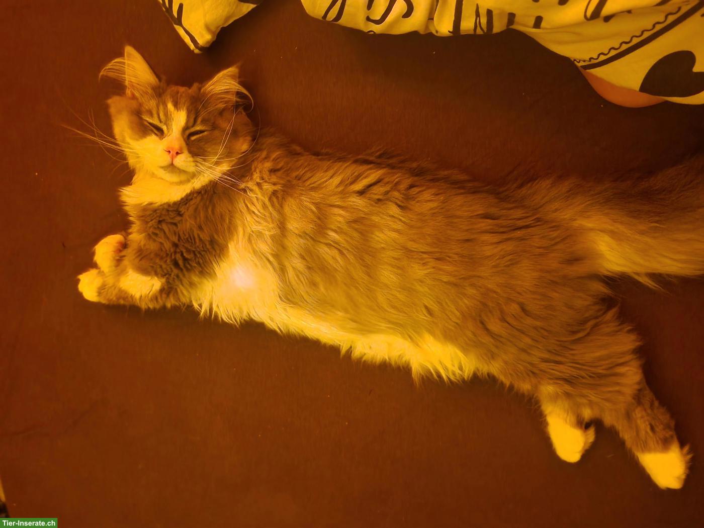 Bild 4: Deckkater sucht Katzen Weibchen