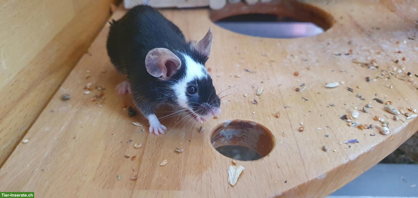 Farbmaus Dame sucht liebevollen Lebensabend-Platz