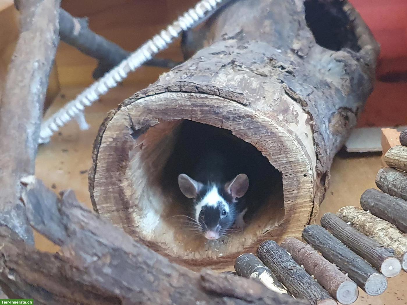 Bild 2: Farbmaus Dame sucht liebevollen Lebensabend-Platz