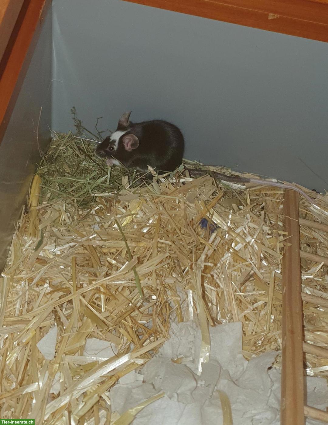 Bild 4: Farbmaus Dame sucht liebevollen Lebensabend-Platz