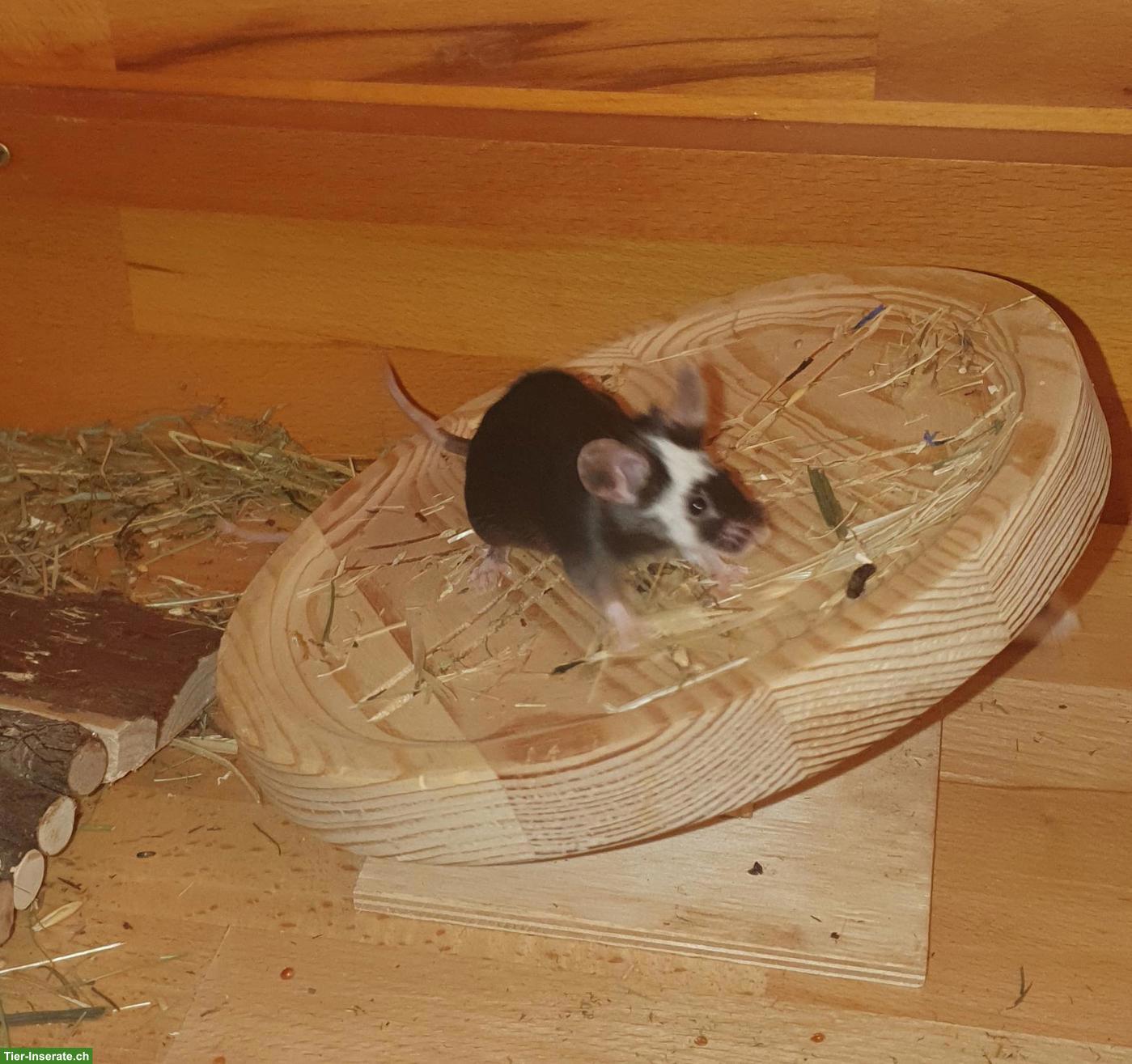 Bild 5: Farbmaus Dame sucht liebevollen Lebensabend-Platz