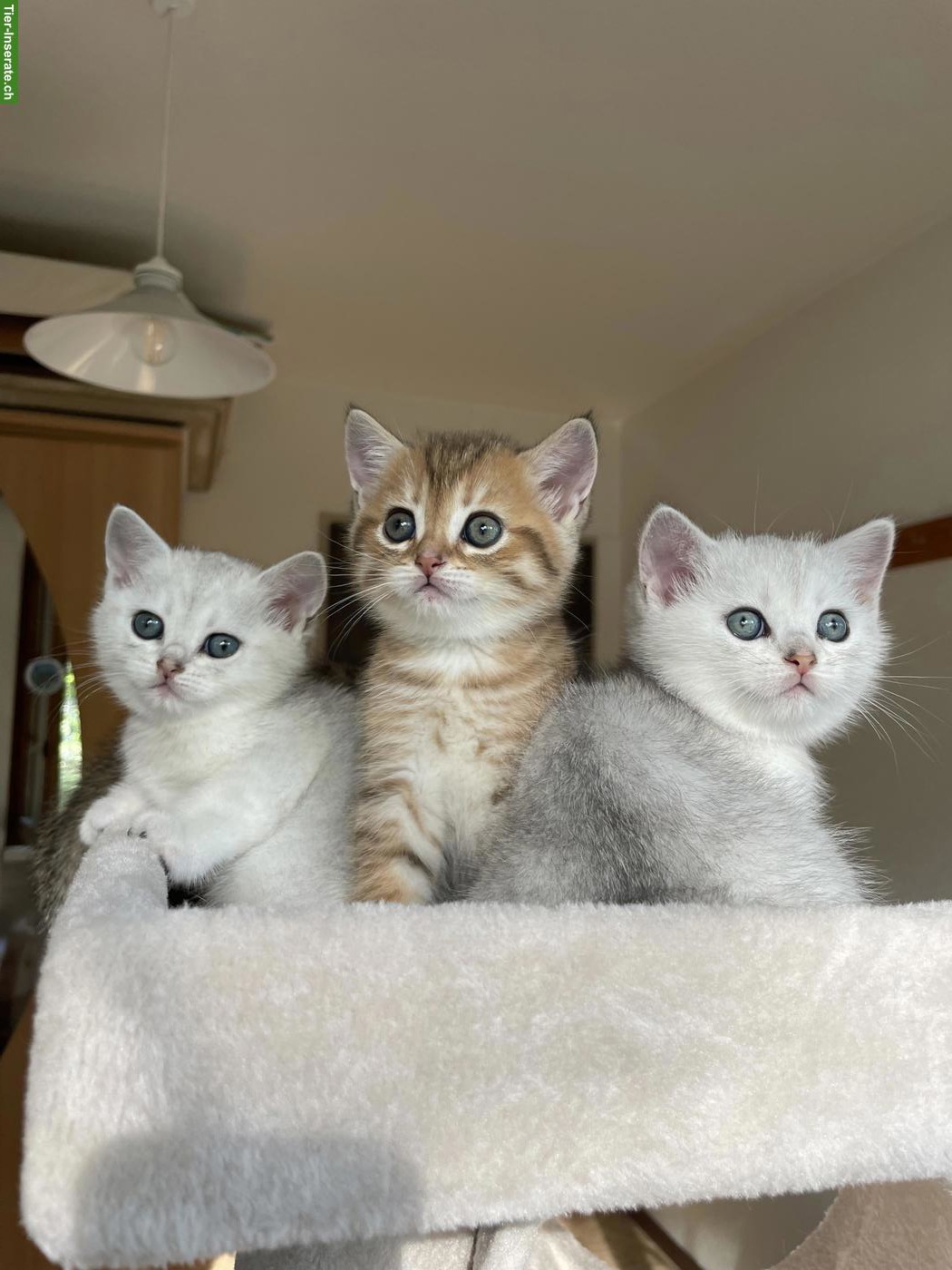 Reinrassige BKH Kitten zu verkaufen