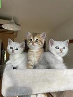 Reinrassige BKH Kitten zu verkaufen