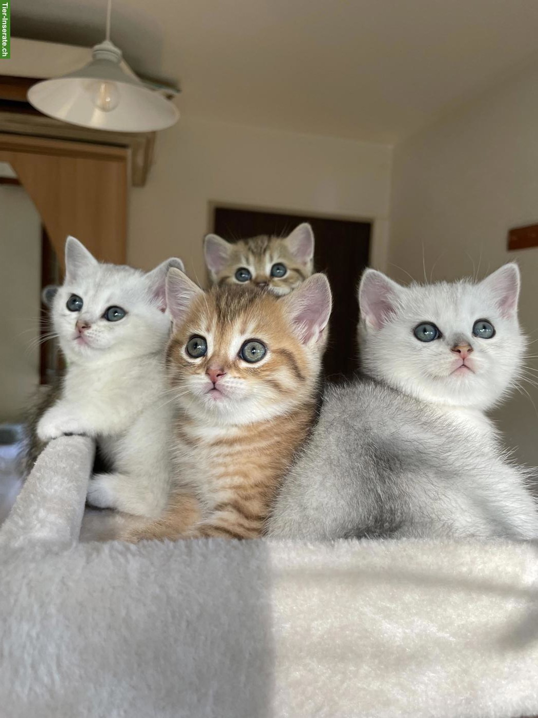 Bild 2: Reinrassige BKH Kitten zu verkaufen