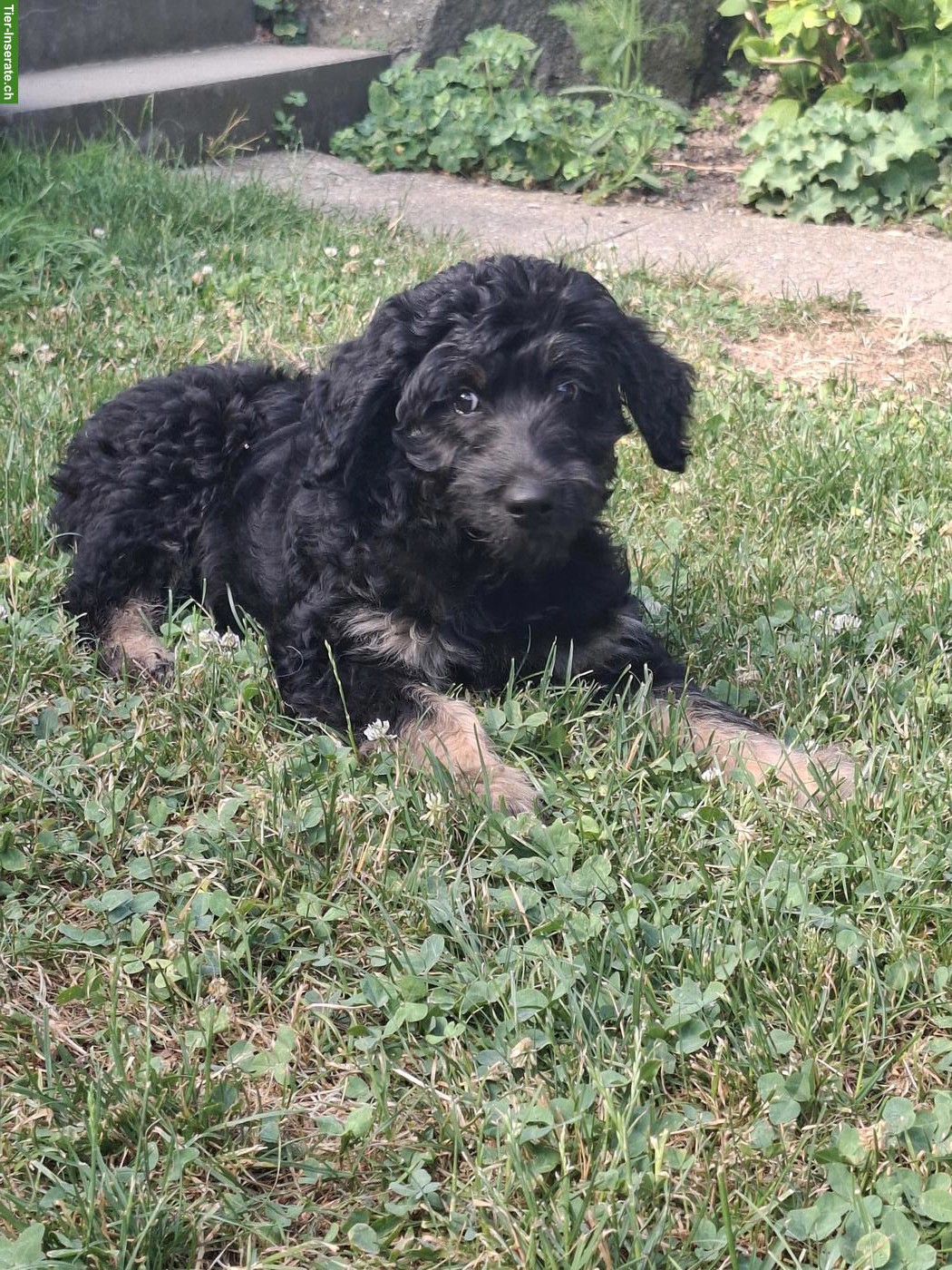 Bild 2: Goldendoodle Welpe sucht ein gutes Zuhause