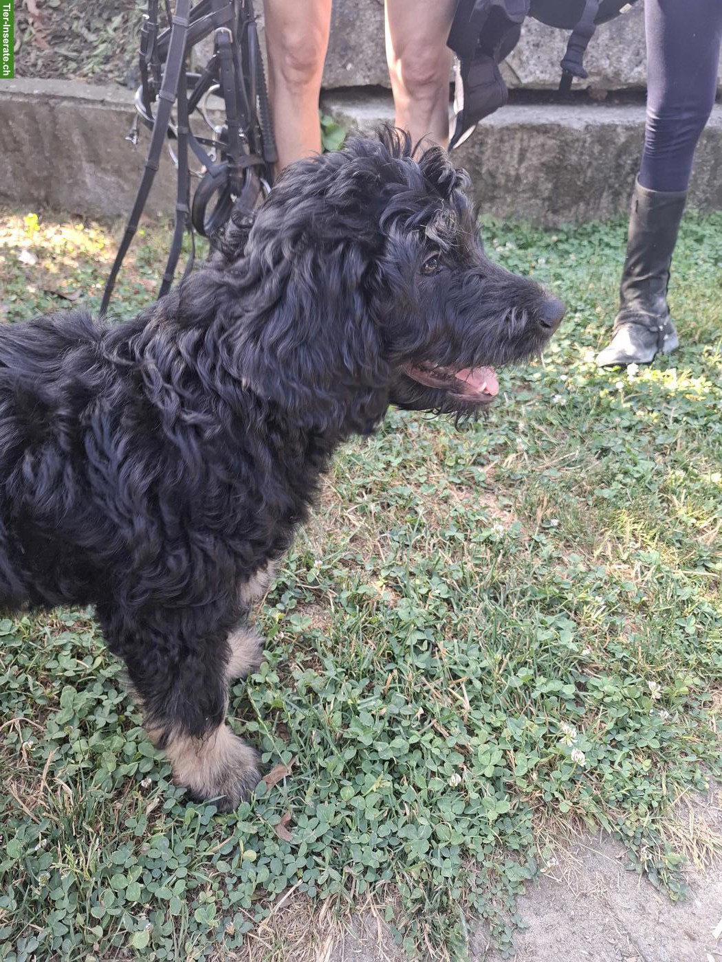 Bild 4: Goldendoodle Welpe sucht ein gutes Zuhause