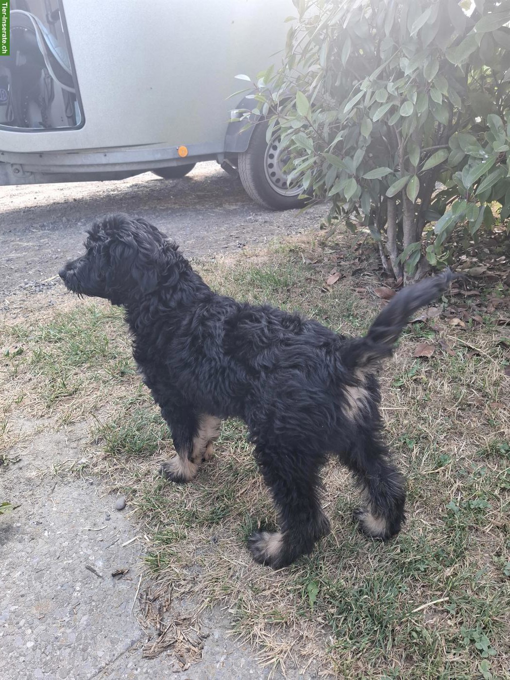 Bild 5: Goldendoodle Welpe sucht ein gutes Zuhause