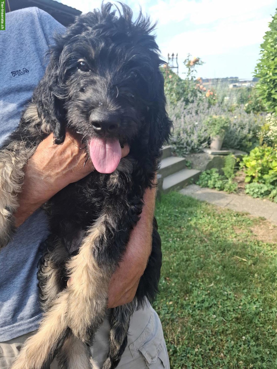 Bild 6: Goldendoodle Welpe sucht ein gutes Zuhause