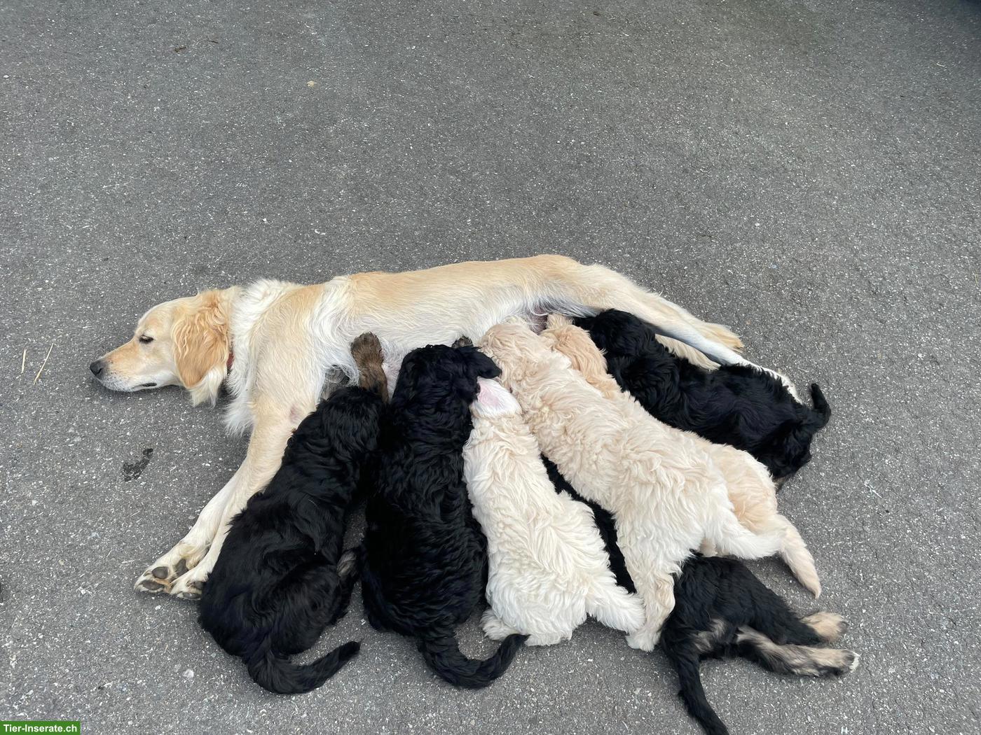 Bild 7: Goldendoodle Welpe sucht ein gutes Zuhause