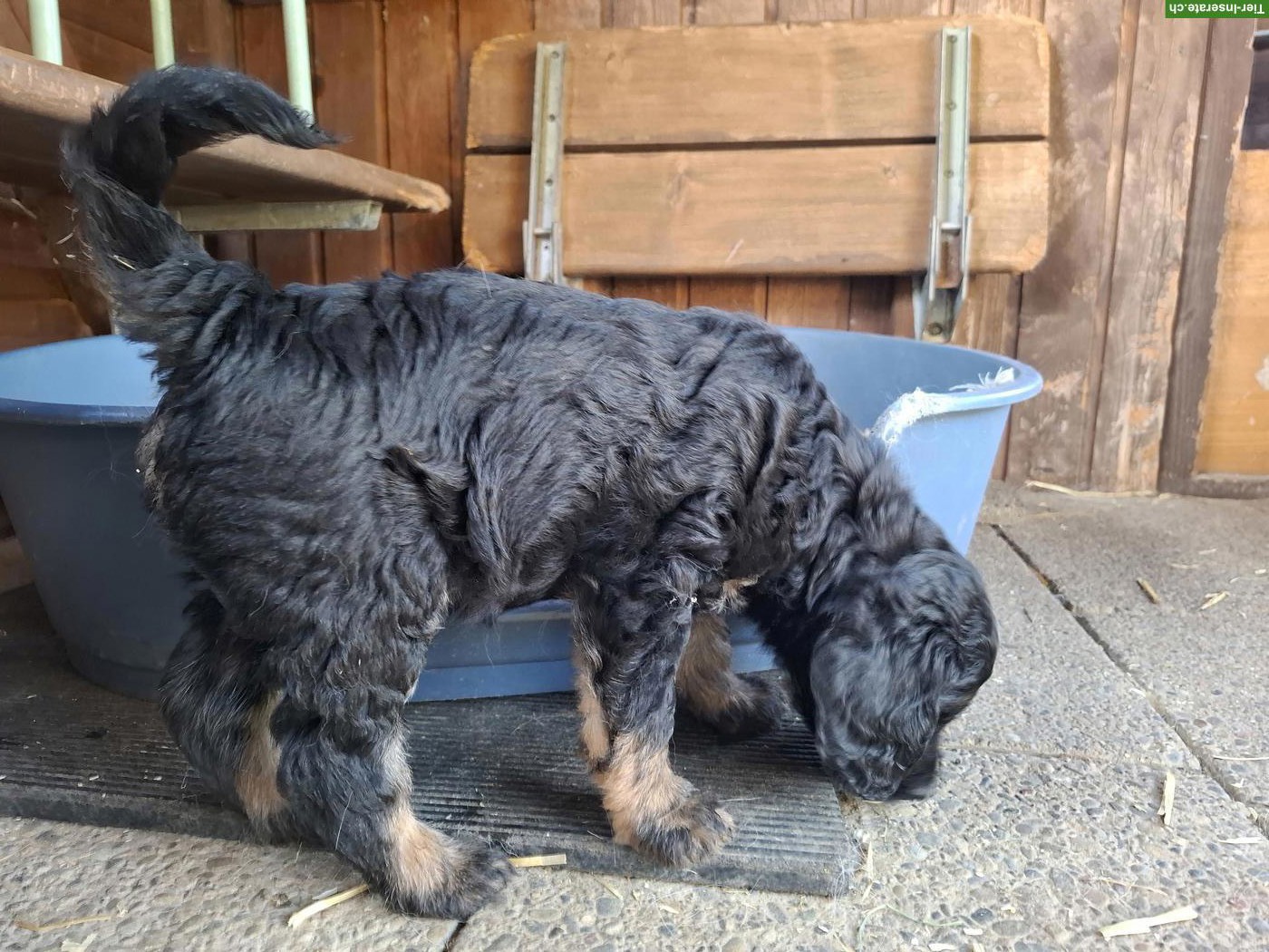 Bild 8: Goldendoodle Welpe sucht ein gutes Zuhause