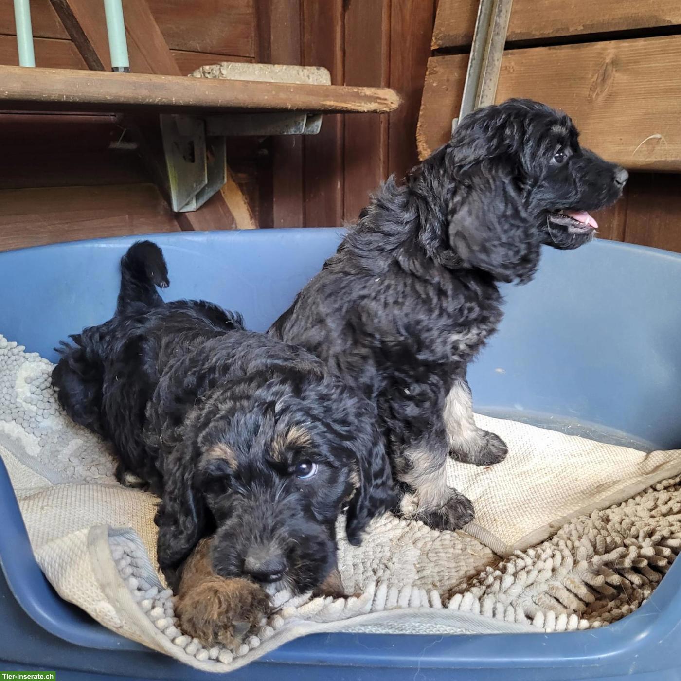 Bild 9: Goldendoodle Welpe sucht ein gutes Zuhause