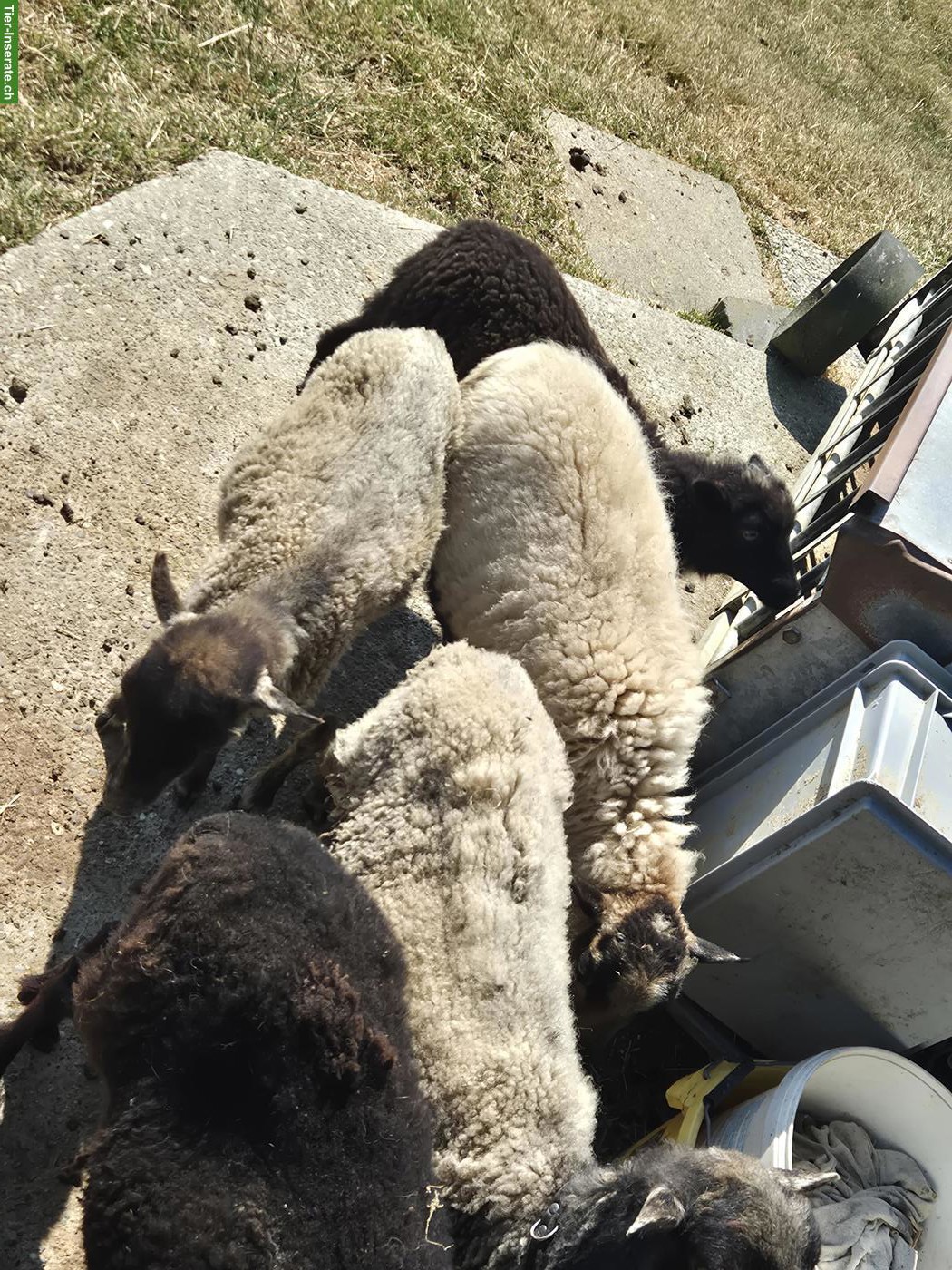 Ouessant Schafherde zu verkaufen