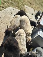 Ouessant Schafherde zu verkaufen