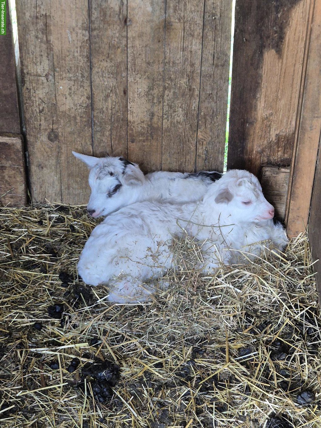 Bild 3: Saanen Mix Ziegenböckli