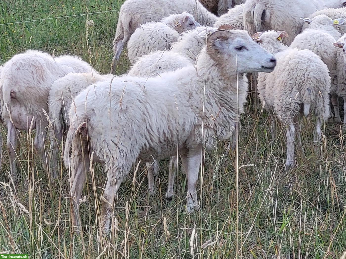 Hübsche Kreuzungsaue mit Aue-Lamm zu verkaufen