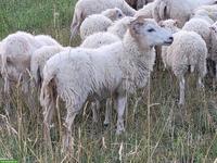 Hübsche Kreuzungsaue mit Aue-Lamm zu verkaufen