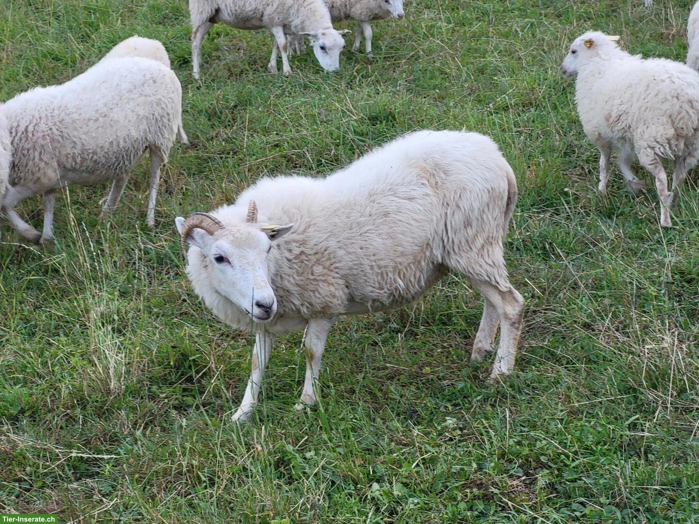 Bild 3: Hübsche Kreuzungsaue mit Aue-Lamm zu verkaufen