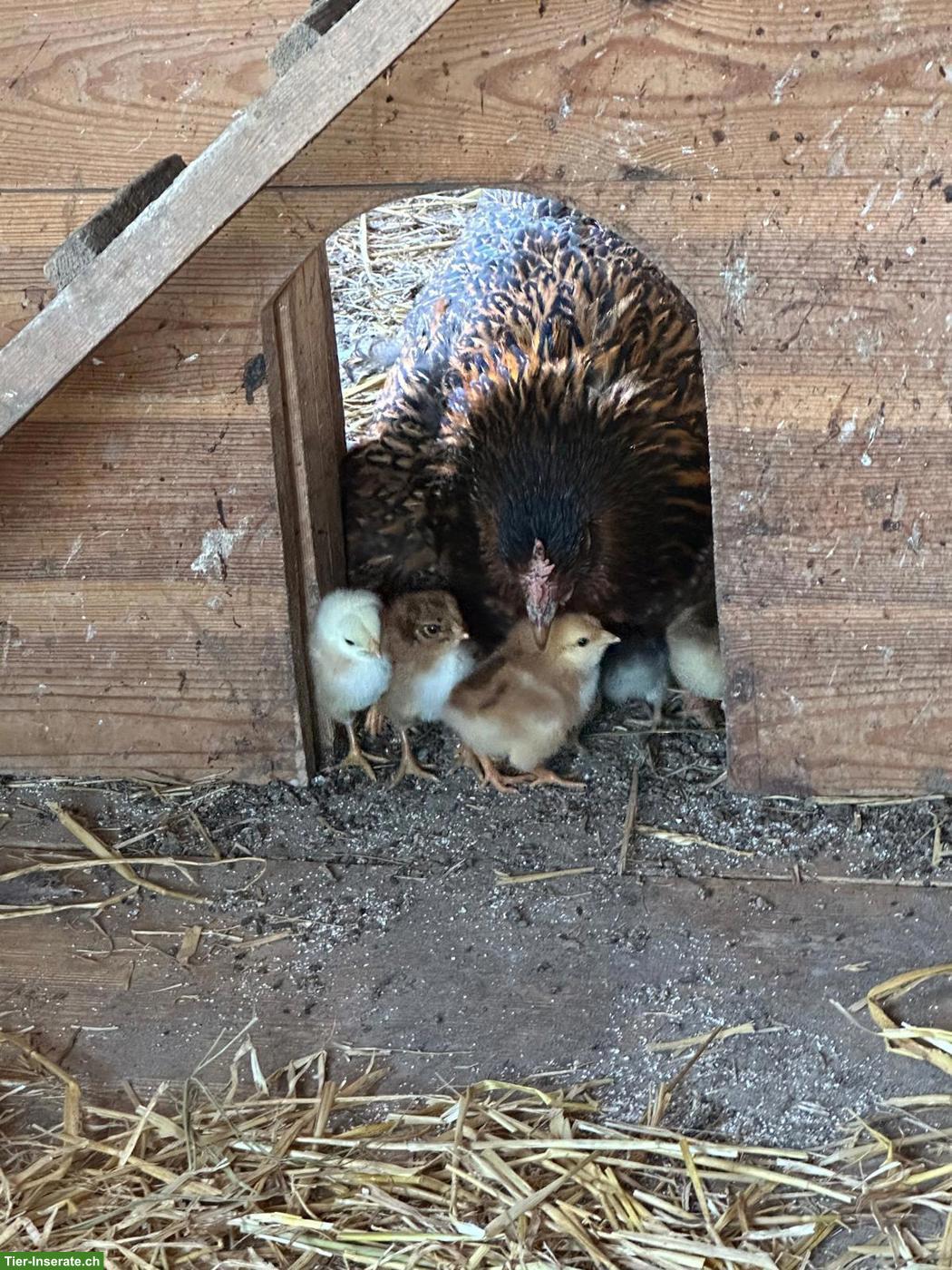 Glucken mit ca. 8 Küken zu verkaufen