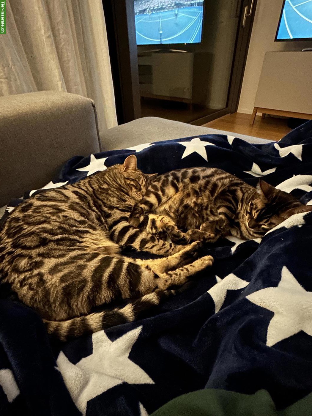 Bengal Katzen-Geschwister suchen Zuhause mit Garten