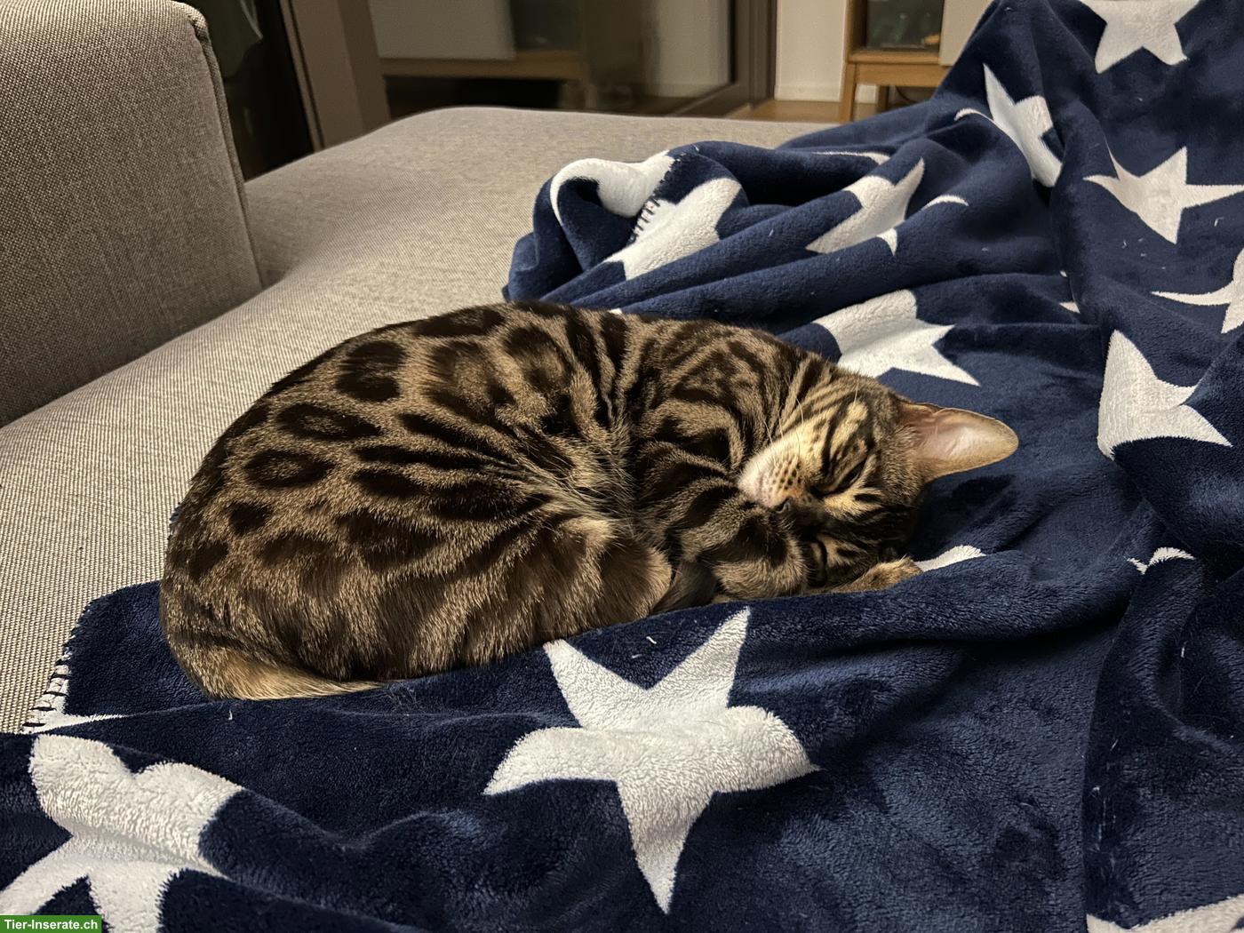 Bild 2: Bengal Katzen-Geschwister suchen Zuhause mit Garten