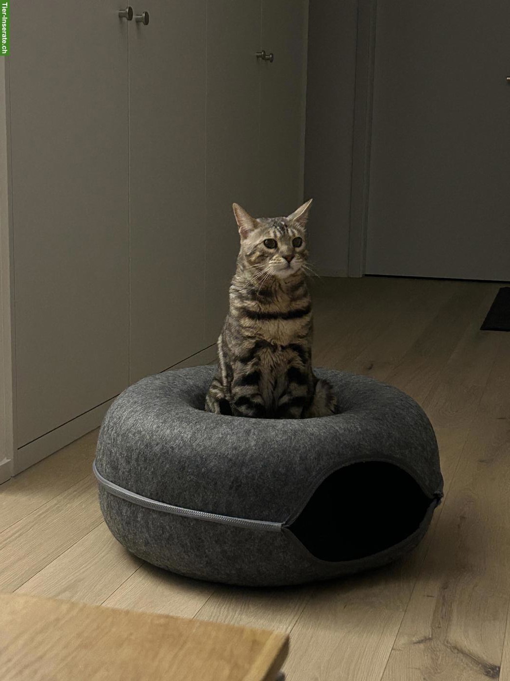 Bild 3: Bengal Katzen-Geschwister suchen Zuhause mit Garten