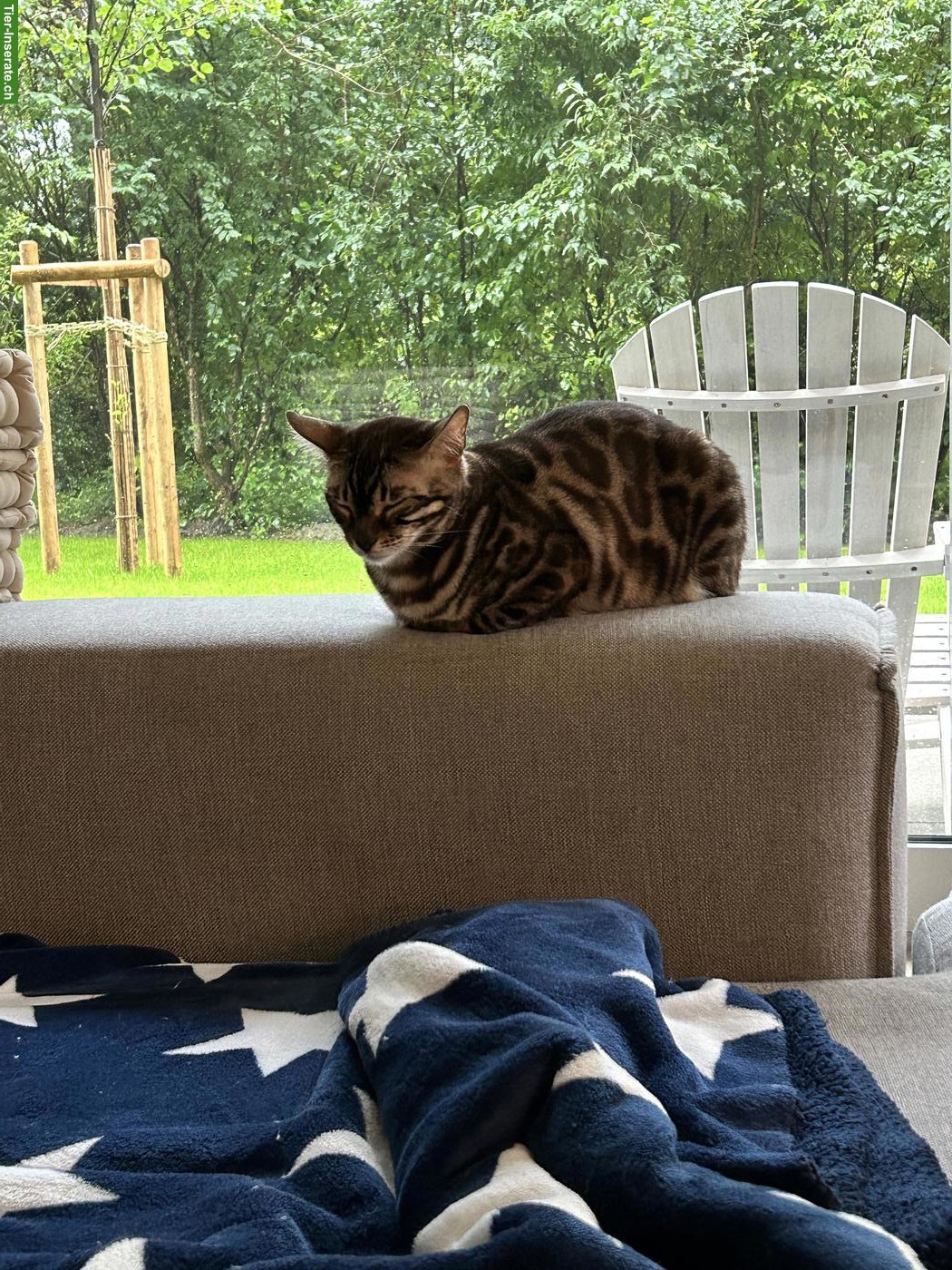 Bild 4: Bengal Katzen-Geschwister suchen Zuhause mit Garten