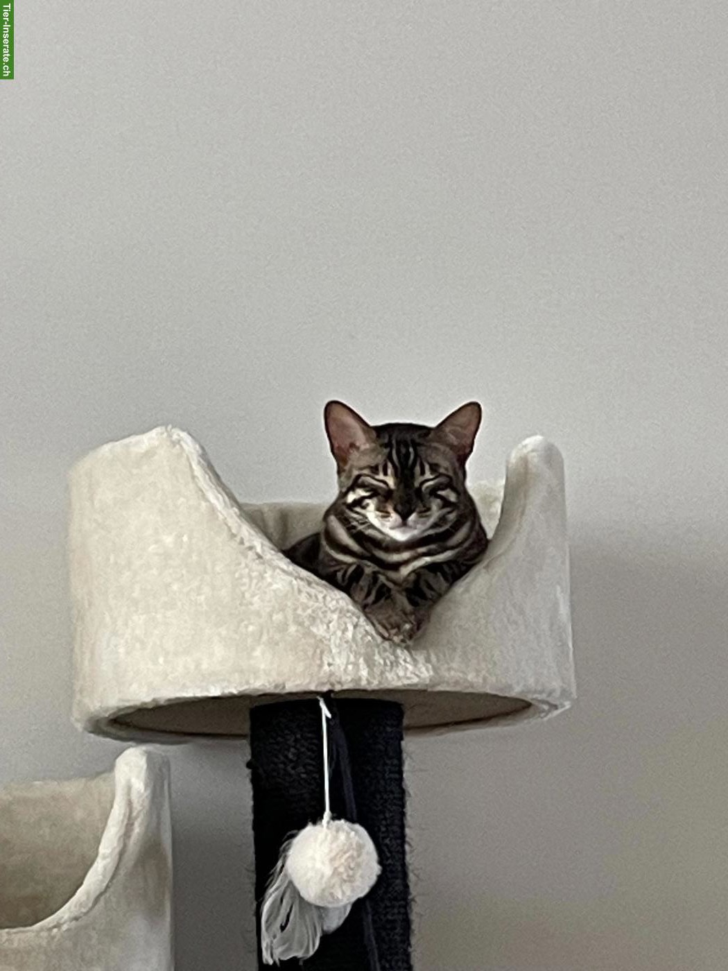 Bild 5: Bengal Katzen-Geschwister suchen Zuhause mit Garten